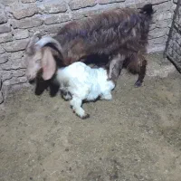 بز و بزغاله