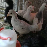 جوجه گلین تک تاج یکماهه واکسینه ۱۵ روزه چهل تاج