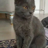 گربه خونگی با معرفت با ادب شیطون سر به زیر