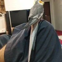 عروس هلندی سخنگو|پرنده|بندرعباس, |دیوار