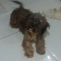 گم شده|سگ|سبزوار, رباط|دیوار