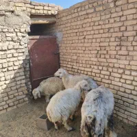 میش، شیشک ، بره، چاق حسابی،