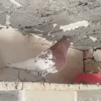 کبوتر طوقی|پرنده|آشخانه, |دیوار