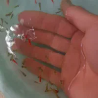 ماهی تایگر بارب عددی ۷۰۰۰ت