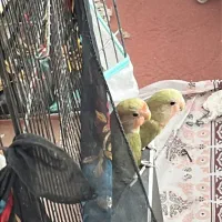عروسی هلندی و طوطی کوتوله