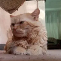 گربه پرشین اصیل