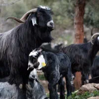 گله بز داشتی