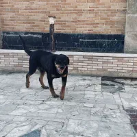 روتوایلر اصیل