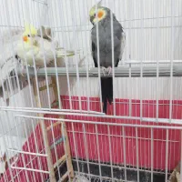 جفت عروس هلندی