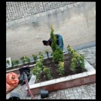 گیاه پزشک باغبانی و هرس و کاشت درخت گیاهان تزئینی|خدمات باغبانی و درختکاری|مشهد, سجاد شهر|دیوار