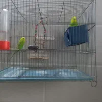 چهار عدد مرغ عشق|پرنده|چهاردانگه (تهران), |دیوار