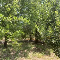 فروش-باغ-سیسخت