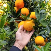 پرتقال خوش رنگ موجوده  قیمت ۴۰|خوردنی و آشامیدنی|عباس‌آباد, |دیوار