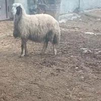 بره قوچ و کاور ورن سنجابی|حیوانات مزرعه|کوزران, |دیوار