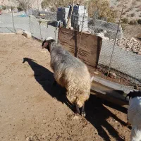 قوچ فروشی داشتی درجه یک|حیوانات مزرعه|سرپل ذهاب, |دیوار