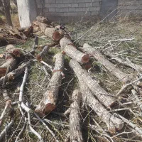 قطع و هرس و خرید درخت و چوب