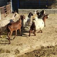 تیشتر بز|حیوانات مزرعه|بهبهان, |دیوار