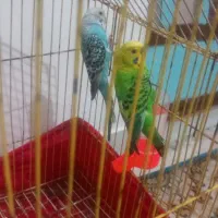 ۲نا مرغ عشق سرحال