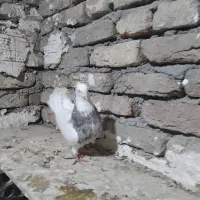 کبوترطوقی هفت رنگ