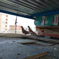 کبوتر فروشی