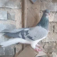کبوتردمگیرخرقه