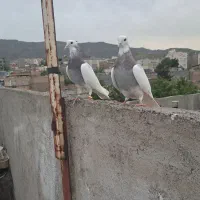 کفتر طوقی|پرنده|مشهد, سرافرازان|دیوار
