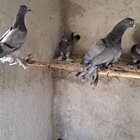 یاهوی صحرایی اصل