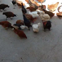 مرغ‌تخم‌گذار‌کردی