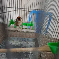 سهره جوجه قفس زیر باری|پرنده|بروجرد, |دیوار