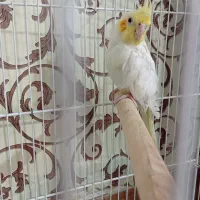 عروس هلندی ماده