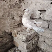 کبوتر شامپیون