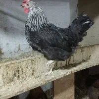 فروش 80عددمرغ تخگذارفوری