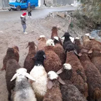 ی تعداد بره نر وماده گوسفند|حیوانات مزرعه|کرمانشاه, |دیوار