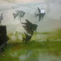 فروش ماهی گوپی وانجل|ماهی|شیراز, جمال آباد|دیوار