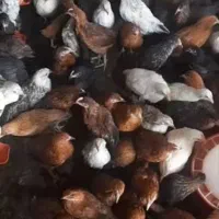 جوجه گلپایگان ۲ماهه تخمگذار اصلاح نژاد شده