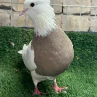 طوقی|پرنده|یزد, |دیوار