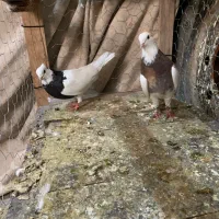 ی چخ طوقی|پرنده|شیروان (خراسان), |دیوار