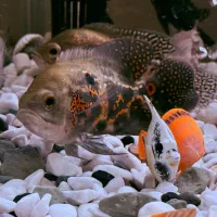 فروش آکواریوم سی استار شیشه خمیده در حد نو|ماهی|تهران, افسریه شمالی|دیوار