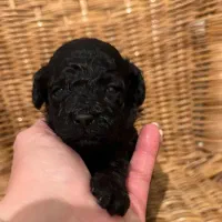 پودل|سگ|تهران, پاسداران|دیوار