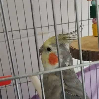 عروس هلندی سخنگو