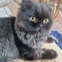 اَفتو گربه ی معروف کارناوال|گربه|تهران, شمسآباد|دیوار