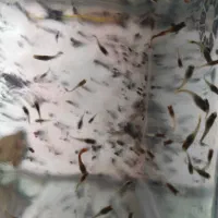 بچه زبرا دانیو،بچه گوپی،شریمپ یلو و بلو کربن|ماهی|قزوین, |دیوار