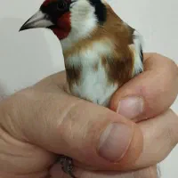 سهره رخ اروپایی طوق طلا گردن کلفت|پرنده|چالدران, |دیوار