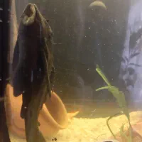 ماهی که فیش بزرگ پلنگی