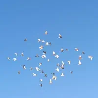 دسته کبوتری|پرنده|شیراز, احمدآباد|دیوار