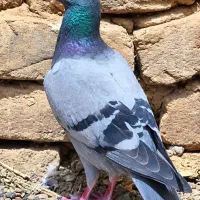 جوجه سبز و امری