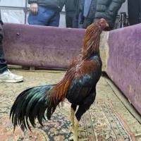 دو عدد خروس خوب برا فروش