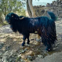 بز وبیگ|حیوانات مزرعه|شوشتر, |دیوار