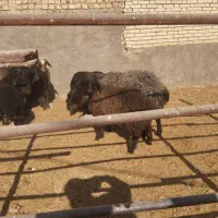 12راس میش افشاری جوان با بره 30کیلویی|حیوانات مزرعه|حبیب آباد, |دیوار