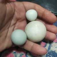 الماس اسیاب